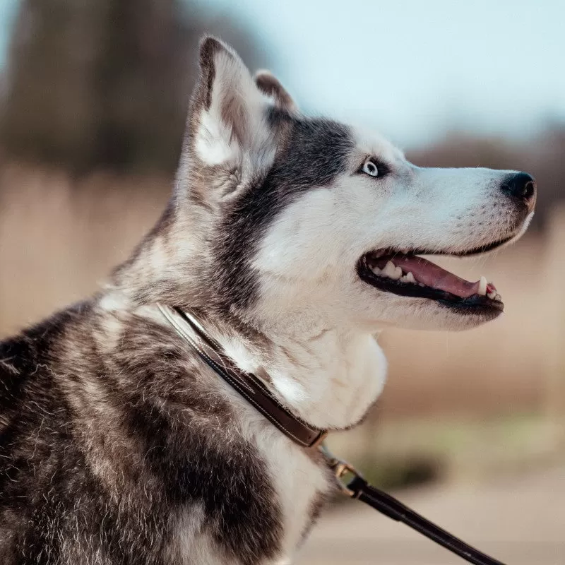 Dyon - Collier pour chien Fancy brun